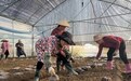 黎川菌菇年产值近3亿，农户：种20亩羊肚菌能赚20万