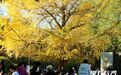 烈士公园银杏披金衣 170岁"树王"受热捧