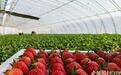 保定顺平草莓种植面积达3.1万亩 年产值17亿元