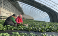 佳木斯市郊区：冬日莓园蕴新甜 科技种植待丰盈