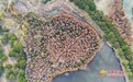 南昌：冬日湿地 层林尽染（图）