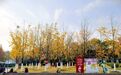 江西分宜：银杏披金甲 游客醉冬韵（图）