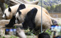 赴日大熊猫晓晓蕾蕾将明年1月回国