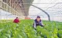 沧州市青县：蔬菜大棚铺就增收路
