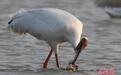 南昌：成群候鸟鄱阳湖畔栖息觅食（图）