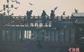湖北武汉：越冬红嘴鸥化身“冬日舞者”与人同游