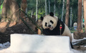 第38届太阳岛雪博会期间大熊猫馆划重点：跟着以下流程走 来大熊猫馆不迷路