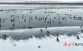 甘肃金塔：候鸟翔集绘就冬日盛景