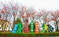 永新县：樱花树冬日披“红妆”（图）