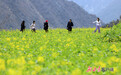 甘肃文县油菜花开美得嘞