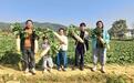 中山塘敢村萝卜节：农耕采摘+趣味赛事，农文旅融合引客来