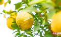 岳阳香柚卖出高价的原因 值得全湖南柑橘业品一品