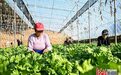 张家口怀安：设施农业提质增效促增收