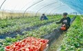 铜陵市铜官区：采摘草莓 抢鲜上市
