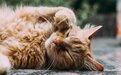2026推荐哪款猫粮好价格不贵？科学评测国产猫粮品牌十大排行