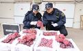 敦煌鲜果get“双保险”　甘味出海满满安全感