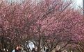 武汉梅花提前一个月开放 专家：暖冬催梅早放