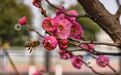 遂川县：梅花开景如画（图）