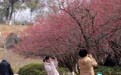 九江：梅花初绽 暗香浮动引客来（图）