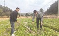 鹰潭：油菜冬管正当时 农技助农保增收（图）