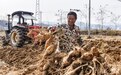 从田间到市场，资溪葛根产业拓宽村民致富路
