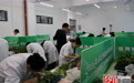 河北省职业院校技能大赛植物嫁接赛项在涞源举行