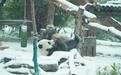 前滚翻侧滚翻连滚4个 武汉动物园大熊猫“滚成雪球”啦！
