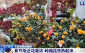 “花”样拉满！广东岭南花市，线上线下都有安排
