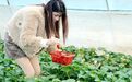 宜春：草莓熟了采摘忙（图）