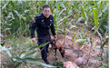 承德平泉警犬小四：高温山林搜救80岁走失老人 两年助30余家庭团圆