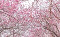 九江南山公园：梅花绽放引客来（图）