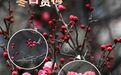 甘肃陇南“梅”景正好　观赏tips快码住