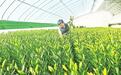 兰州新区鲜切百合批量上市