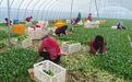 宝鸡市蔬菜种植面积产量实现双增长