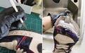 千元运动鞋破损“求医”难　专业定制修复上新受青睐