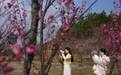 仙女湖白梅村梅花盛开，吸引市民打卡