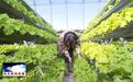 辽源市东丰县立体栽培解锁蔬菜种植新效能