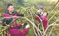 遂川县：致富“黄金果”（图）