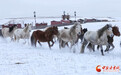 骏马踏雪迎新春
