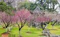 东湖小梅岭梅花盛放