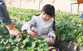 甘肃肃州草莓小镇甜美逆袭　农旅融合“香”得嘞