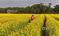 泰和县：油菜花开春来早 初春田园景美如画（图）