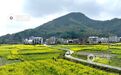 江西分宜：油菜花开春意浓（图）