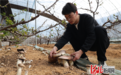 秦皇岛市山海关区：樱桃套种赤松茸 探索增收新路径