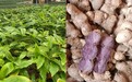 成分解析：黑姜中的“多甲氧基黄酮”在代谢调节中的科学角色