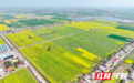 从"虫口夺油"到"科技撑腰" 湖南扎实推进油菜大面积单产提升