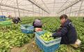 2000亩大棚鲜蔬“当日达”！溧水晶桥镇全力守护春节“菜篮子”