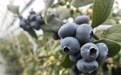 错峰蓝莓“抢鲜”上市  奉甘东西部协作绘就乡村振兴别样“蓝”图