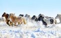 浙江宣传：当我们说马，我们在说什么