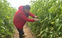 【“十五五”开局看衡水】“链”式生长 香飘京津——饶阳县果蔬产业跑出提质升级“加速度”